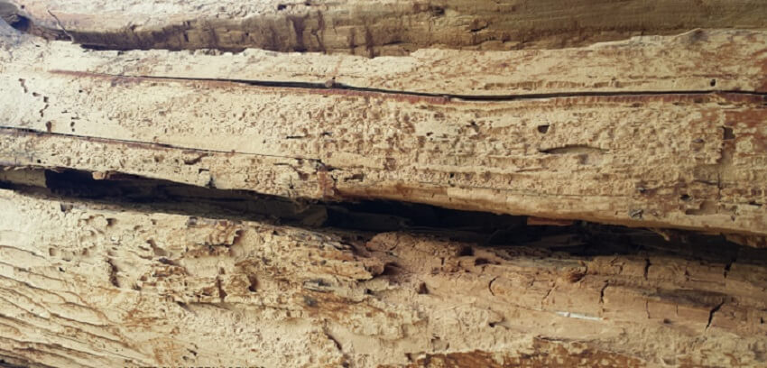 How to Prevent Insect Damage to Logs?