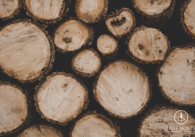 Replacing Rotting Logs